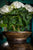 Veľká drevená váza - Vazy, misky - Indický nábytok a bytové doplnky - Colony